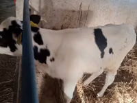 Toro, Russian Black pied cattle — foto 4