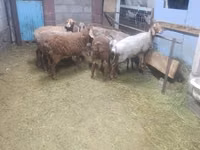 Sheep, Arashan sheep — photo 2
