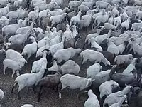 Sheep, Hampshire sheep — photo 2