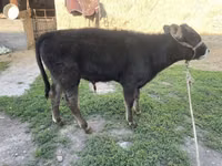 Toro, Ganado vacuno — foto 6