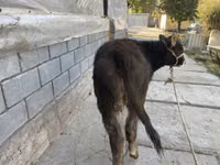 Toro, Ganado vacuno — foto 4