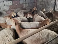 Schaf, Arashan sheep — Foto 1
