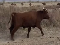 Bull, Kazakh White-headed cow — photo 2
