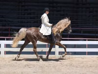 Cal, Rocky Mountain Horse — foto 3