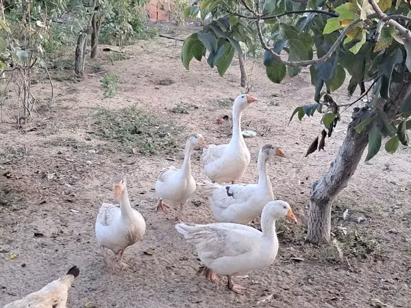Geese