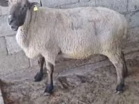 Qoç, Hampshire sheep — foto 2