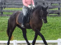 Aygʻir, Percheron — 7-rasm