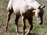 Caballo, Quarter Horse — foto 8