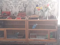 Taxta konstruksiyalı ikili quş qəfəsi - Material: möhkəm taxta — फ़ोटो 2