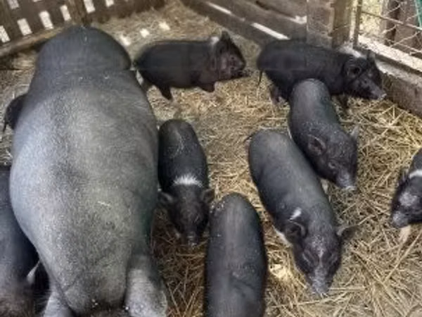 Scroafă, 