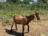 Billy Goat, Nubian Goat — photo 2