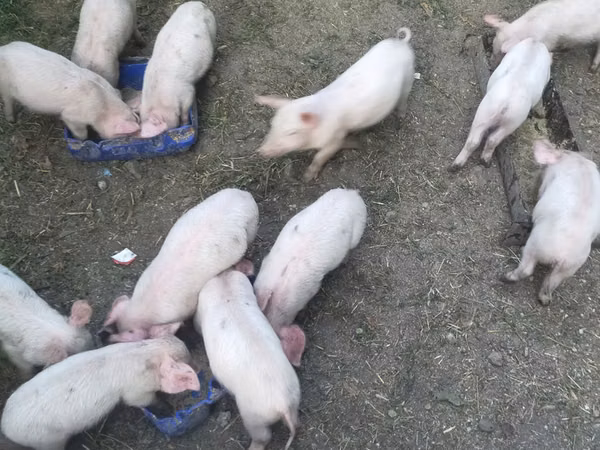 Vier, Porci — Republica Moldova