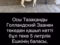 Коза, Зааненская коза — фото 2
