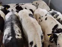 公牛, Simmental cattle — 照片 1