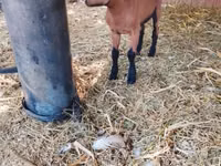Ziege, Alpine goat — Foto 4