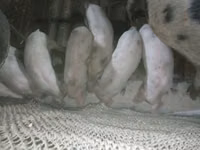 Porca, Porcos — foto 1