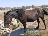 Iapă, Skyros Pony — foto 1