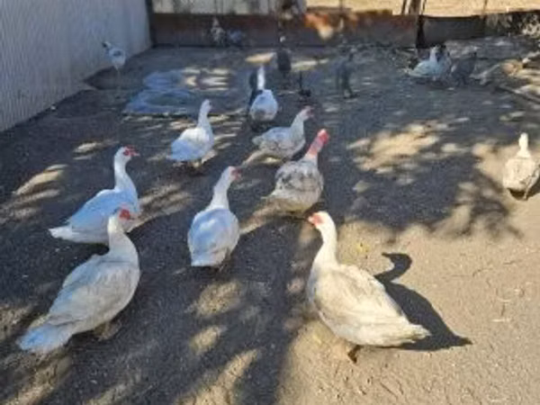 Canard musqué domestique