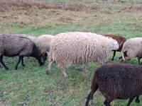 母羊, Assaf sheep — 照片 2