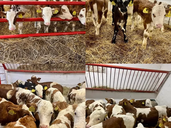 İribuynuzlu mal-qara (partiya, cinsi göstərilməyib), Simmental cattle