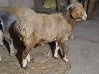 绵羊（批次，未指定性别）, Sheep — 照片 7