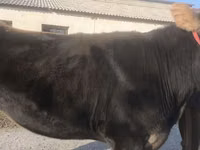 Kuh, Swiss cattle — Foto 6
