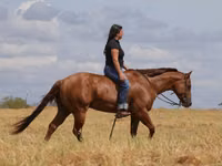 Horse (M), Quarter Horse — photo 2