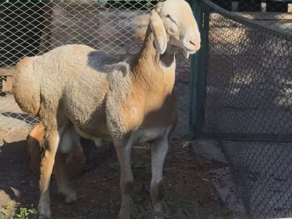 मेढ़ा, Arashan sheep