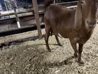Capră, Kamori goats — foto 8