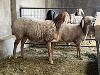 母羊, Arashan sheep — 照片 4