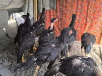 Chickens — الصورة 6