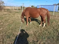 Horse (M), Kisber felver — photo 7