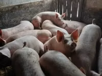 Säue, Schweine — Foto 2