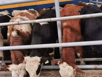 公牛, Aberdeen-Angus — 照片 6