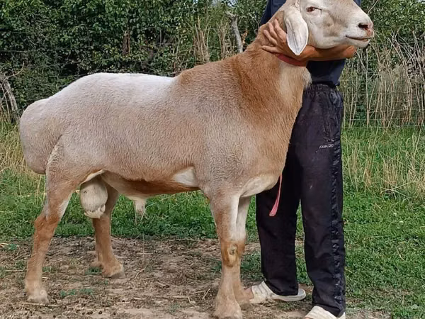 公羊, Sheep