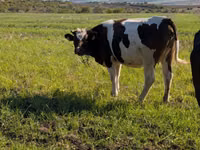 بقرة, Simmental cattle — الصورة 3