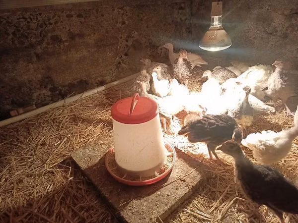 Turkeys