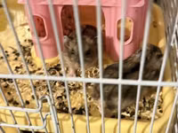 3 eded hamster qefes ve apilkasi ile birlikde verirem 2 eded bala — Foto 3