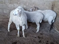 Schaf, Merino sheep — Foto 3