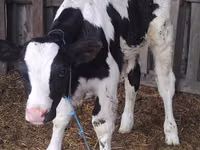Bou, Russian Black pied cattle — foto 1