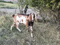 تيس, الماعز — الصورة 5