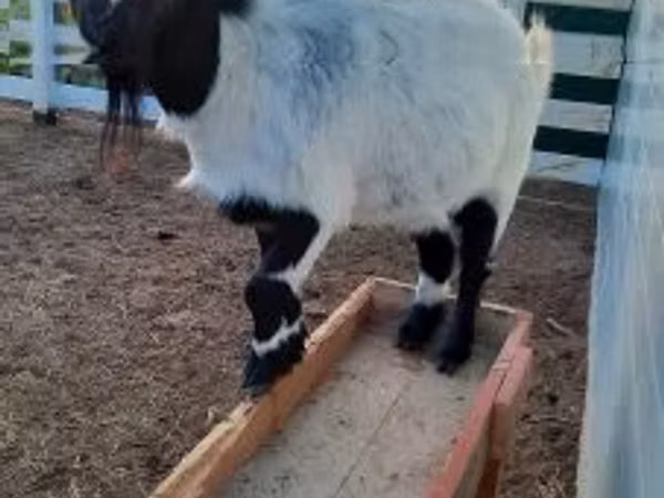 Dişi keçi, Nigerian dwarf goats