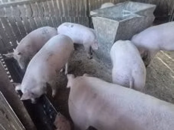 Scroafă, Porci