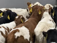 Cattle (batch, sex not specified), Simmental cattle — photo 5