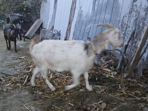 Capră, Capre