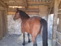 Jument, Međimurje horse — photo 4