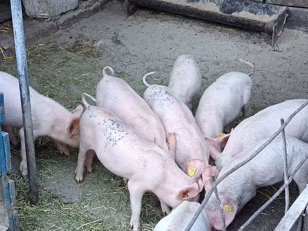 Vier, Porci — Republica Moldova