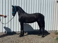 Cheval, Dutch warmblood horse — photo 1