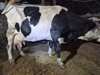 Vacă, Russian Black pied cattle — foto 3