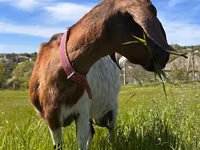 Cabra, Nubian Goat — foto 2